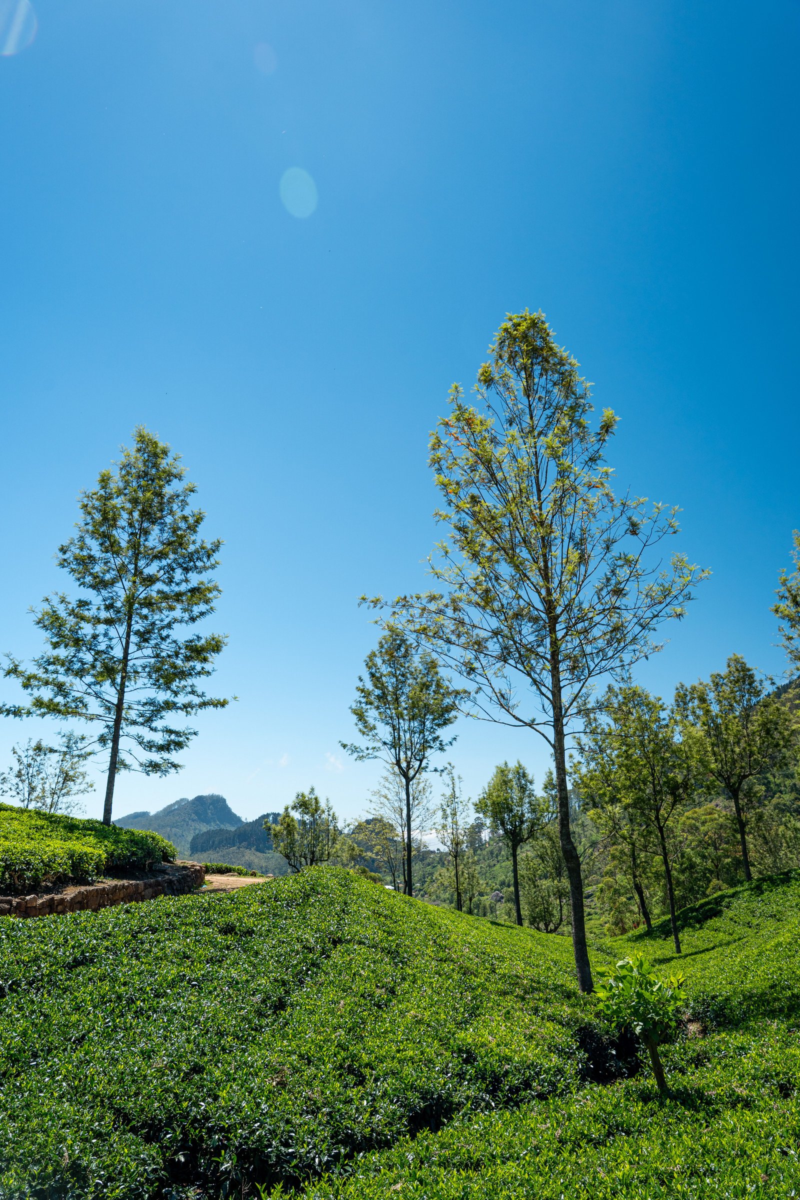 pexels thilina alagiyawanna 3266092 36847096